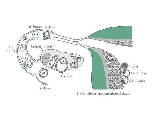 公立与私立医院的供卵费用对比:全国私立供卵医院的选择指南